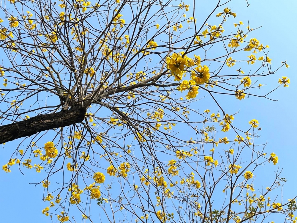 不少市民一早到花園賞花。 