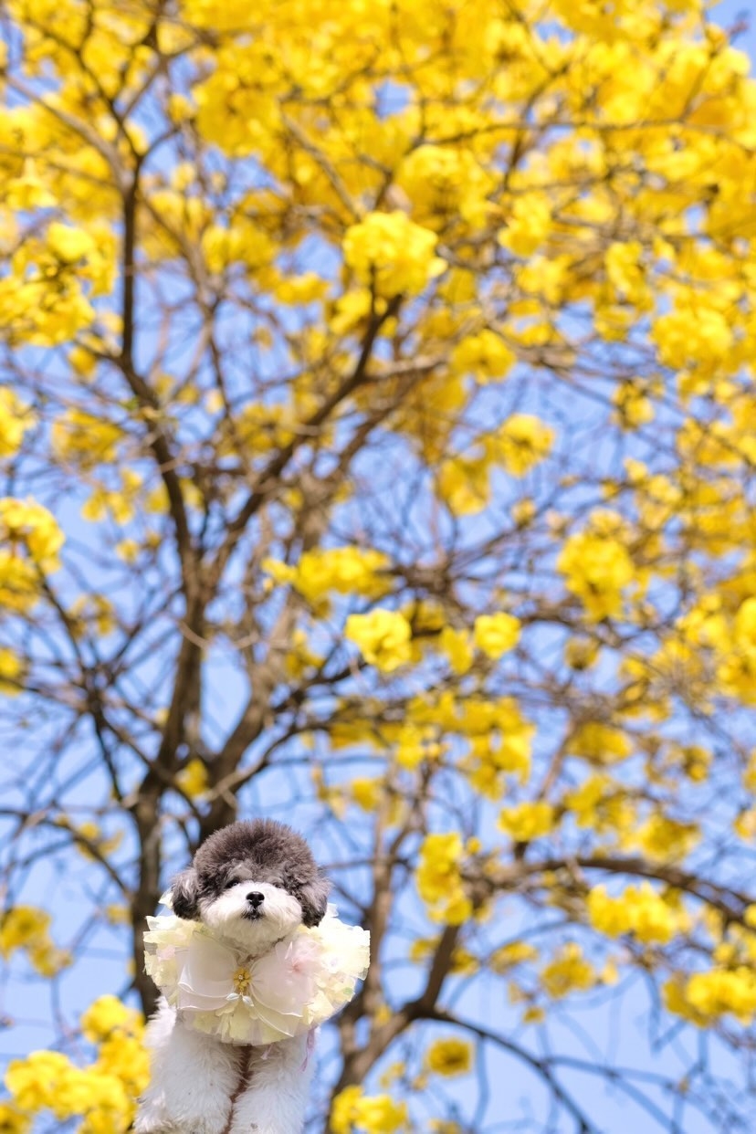 不少市民帶同寵物前往公園拍照。