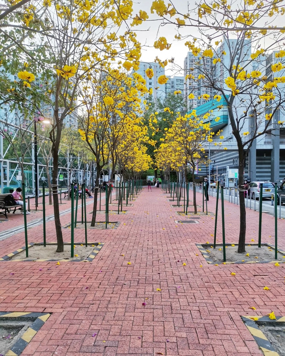 樂富球場旁邊的通道，兩排種滿黃花風鈴木。