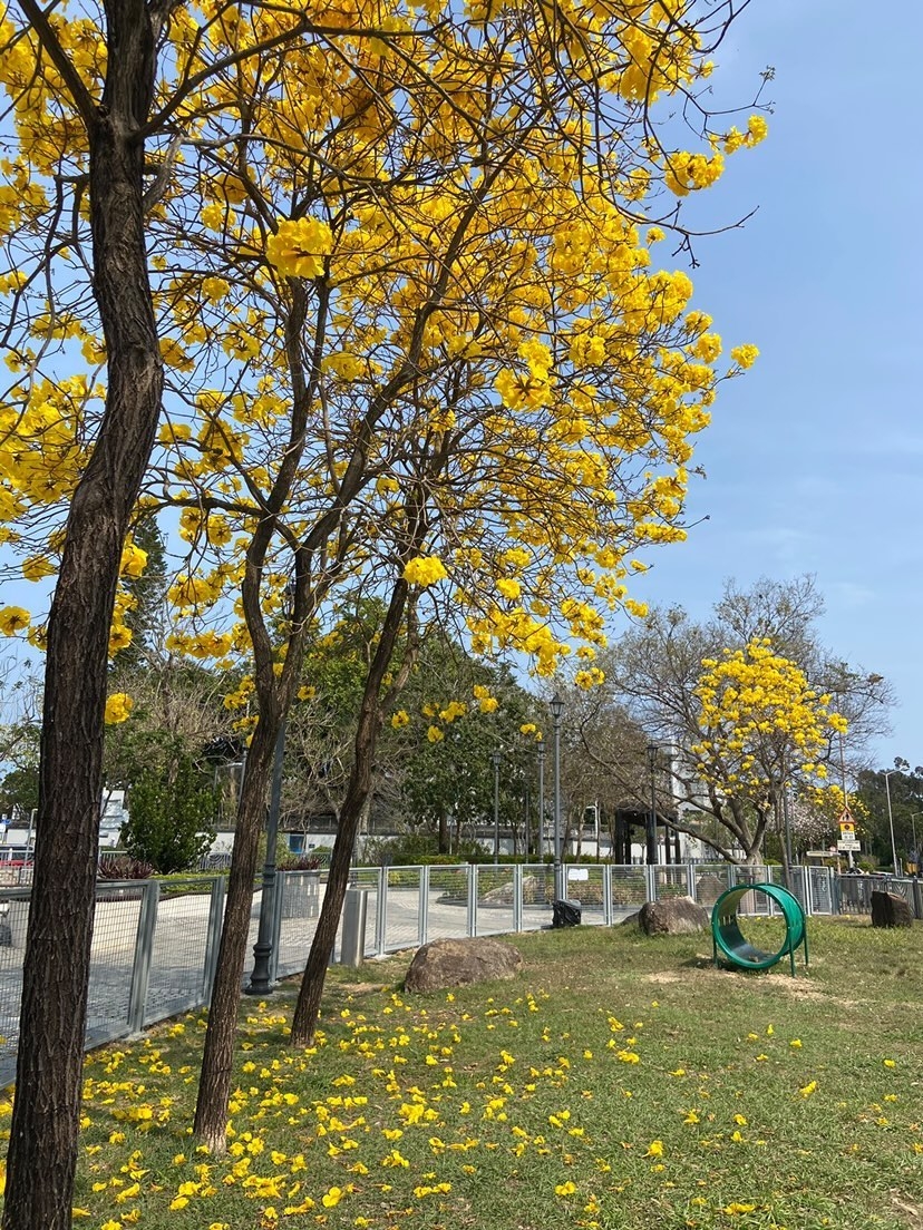 配上歐式建築風格的街燈，彷彿身處在外國一樣。