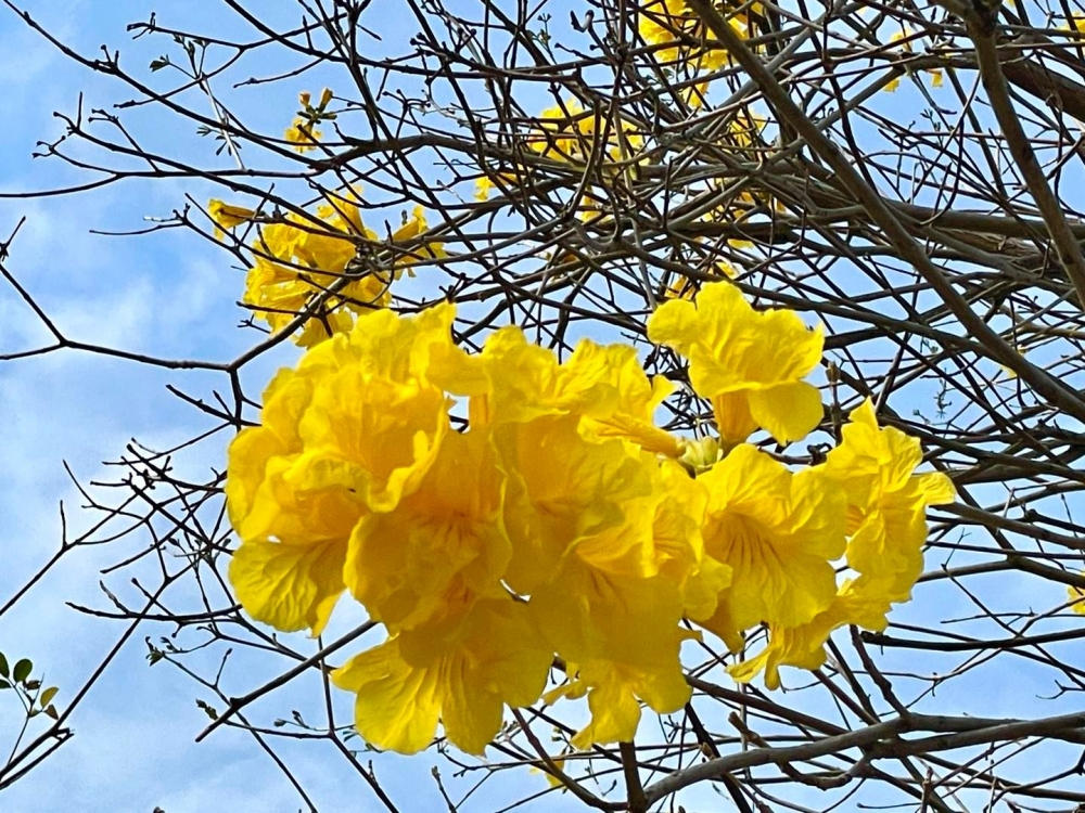 南昌花園每年也是黃花風鈴木的景點⋯⋯ 