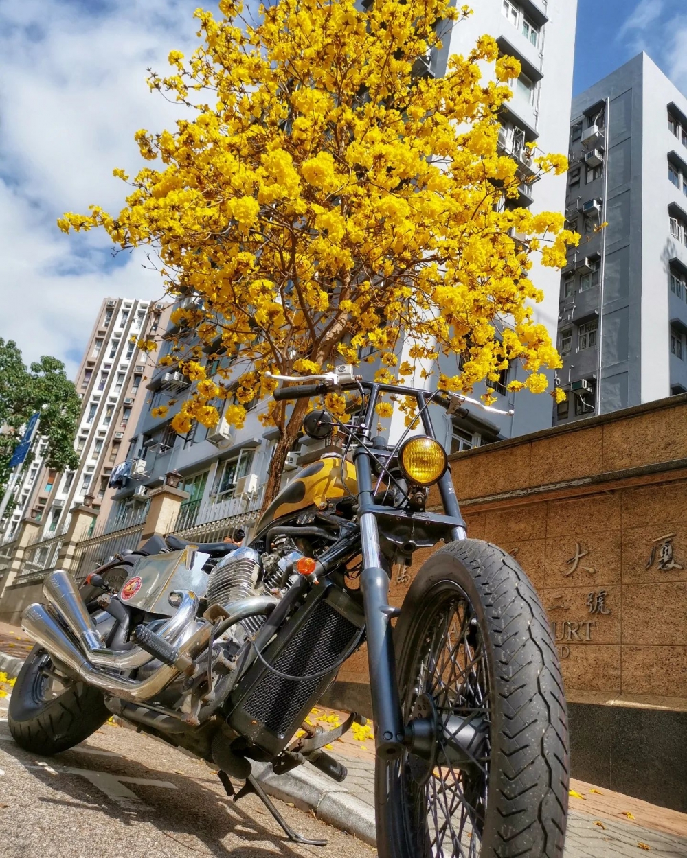 雖然數量不多，但花朵開得燦爛，鮮艷亮麗的金黃色為街道增添了不少色彩！