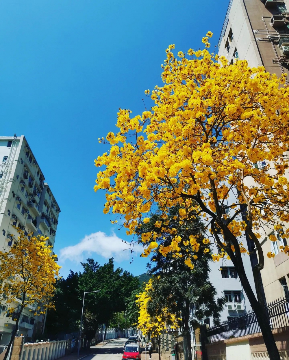 九龍塘廣播道近南亞路德會靈恩堂的馬可尼道，也發現黃花風鈴木的蹤影！ 