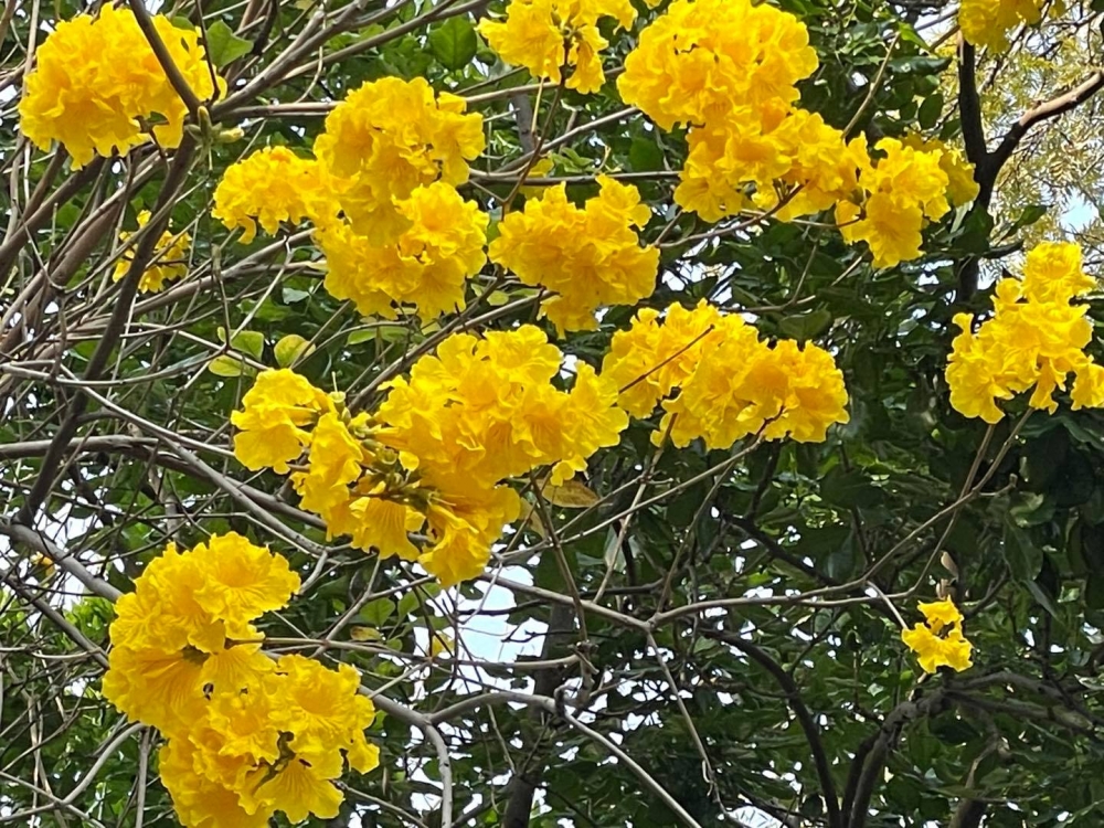 深水埗南昌花園。 