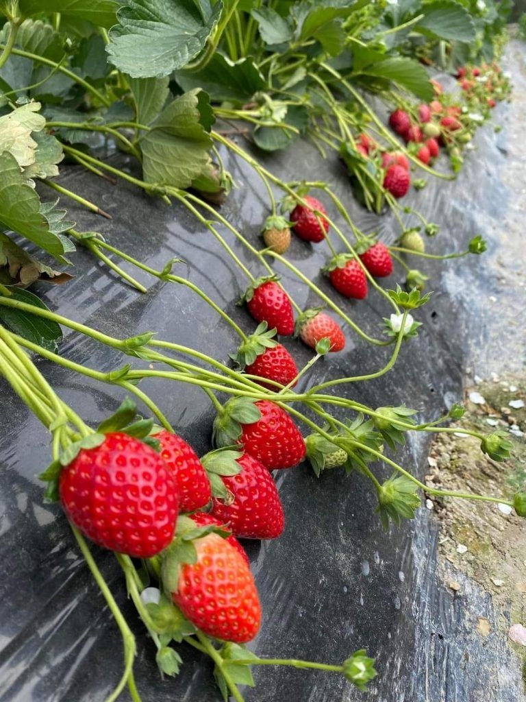 園內除了栽種蔬菜，亦有不少特色水果，分別有石硤龍眼、桂味荔枝、香水檸檬、大蕉等，將會因應不同月份，開放給大眾採摘，而每年3月至4月，正是摘士多啤梨的季節。