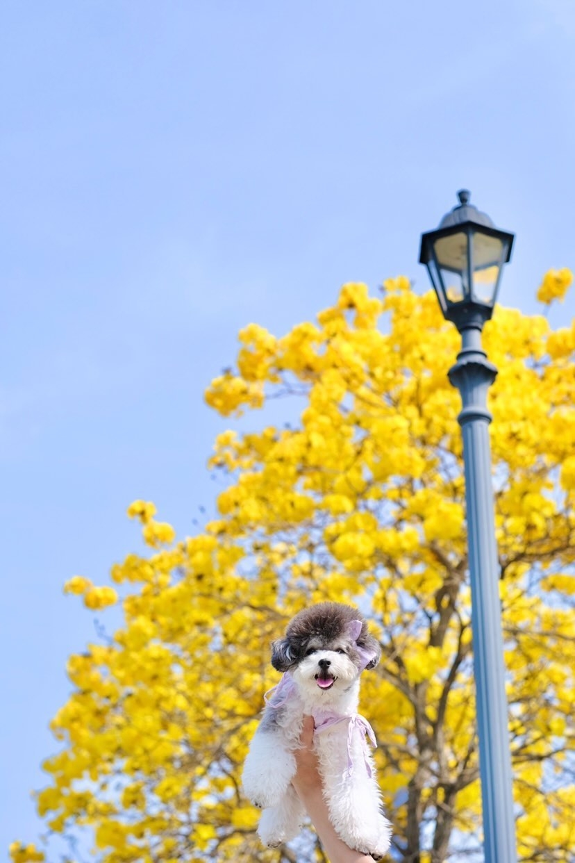 幫寵物叉叉電自己又可以打卡。