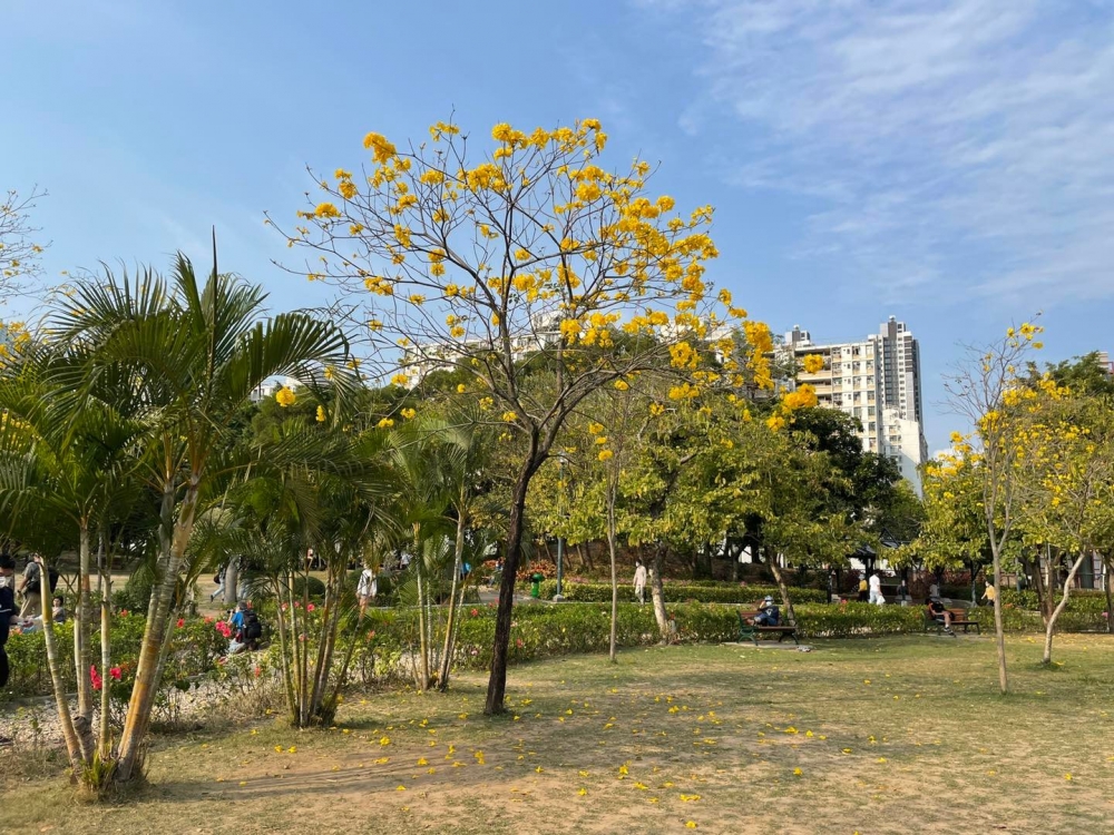 樹上佈滿金黃色花朵。 