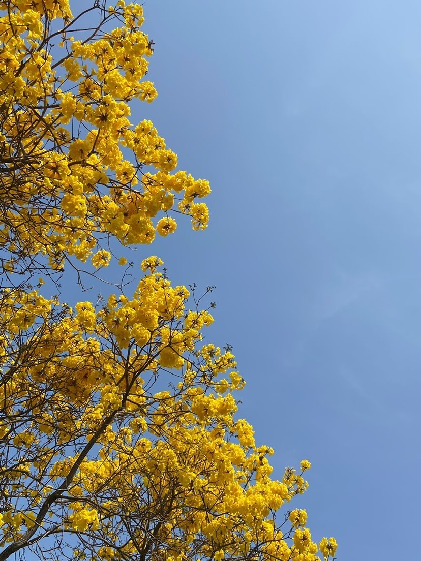 最近有網民發現的福民花園出現黃花風鈴木花海。