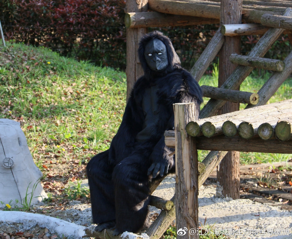 亦有網友認為場內大猩猩明顯係廉價嘅道具服裝，直言：「「扮都扮得認真啲」