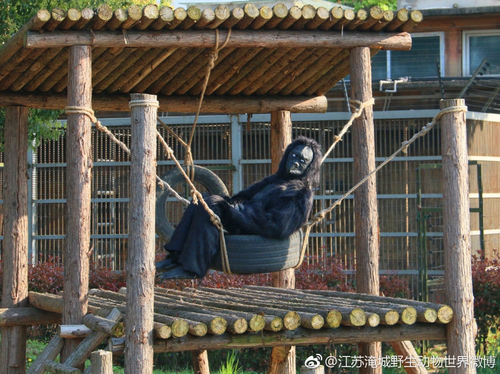 大猩猩坐上輪胎鞦韆休息