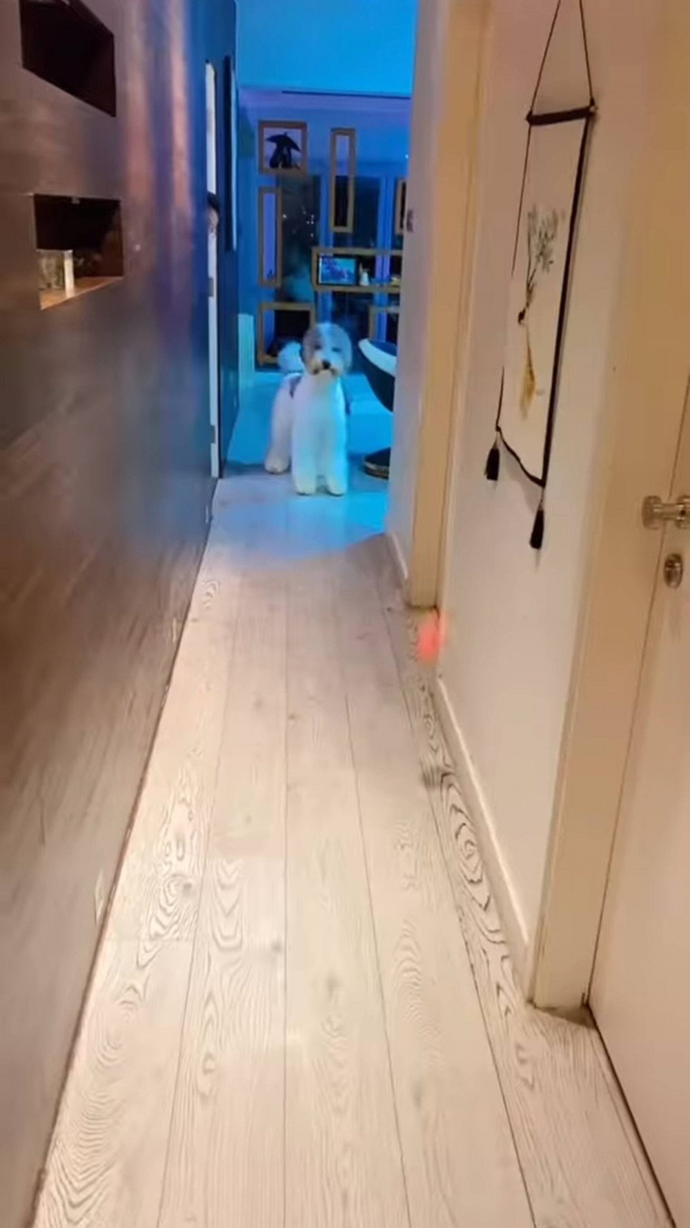 劉小慧同愛犬在家中玩耍都好夠空間。
