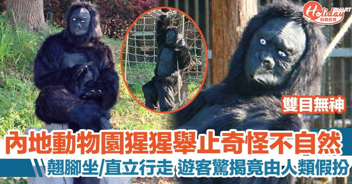 內地動物園猩猩舉止奇怪，遊客驚揭竟是由人類假扮！