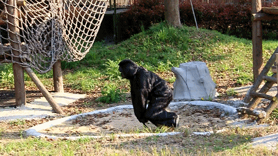 有遊客發現園內大猩猩行為舉止都好似人類。