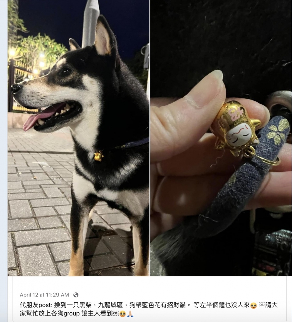 當時白雲就有託朋友於FB公開群組尋找主人！