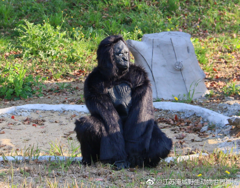 內地一所動物園「江蘇淹城野生動物世界」戶外園區內嘅大猩猩不但舉止異常，外型都似乎略有不同，引起網民關注