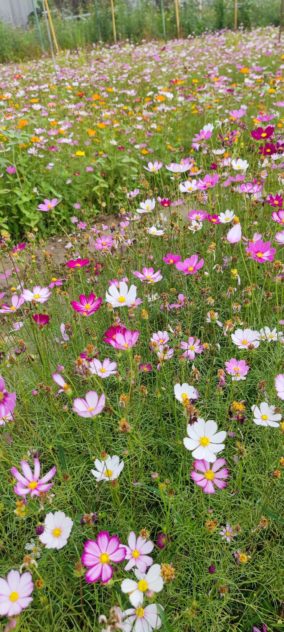 元朗信芯園一年四季都會出現不同的花海,最廣為人知一定是每年夏天都會出現的向日葵花海,每年都會吸引不少人專程入場賞花兼打卡。繼2月園內展出鬱金香及薰衣草花海後,目前是波斯菊、薰衣草及油菜花的花季,園內已經出現一大片花海。
