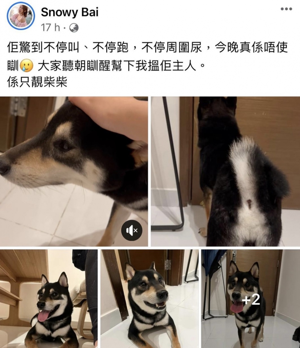 第一日嘅時候，佢就表示希望會用心幫狗狗搵返主人！