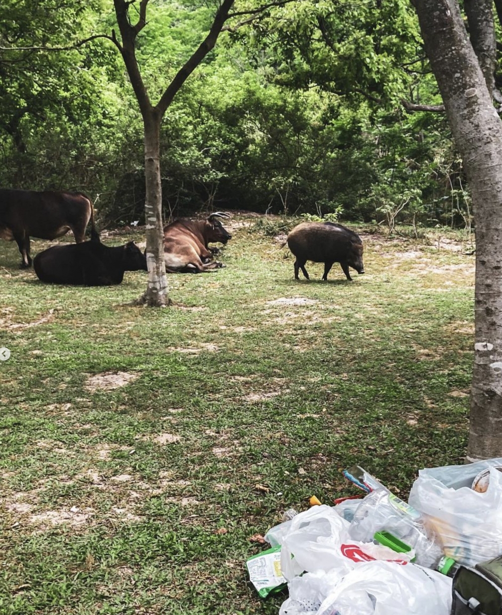 浪茄灣上的草地不時出現野豬和牛群,而圖中的垃圾只是隨便堆放於廁所門外的樹下,與野豬和牛群非常接近。網民都擔心野豬和牛群進食食物殘渣,影響生態環境。拍照的網民稱廁所門外其實只與垃圾桶有10多步距離。「香港人連行多步都懶,就咁放垃圾係樹邊就算」。