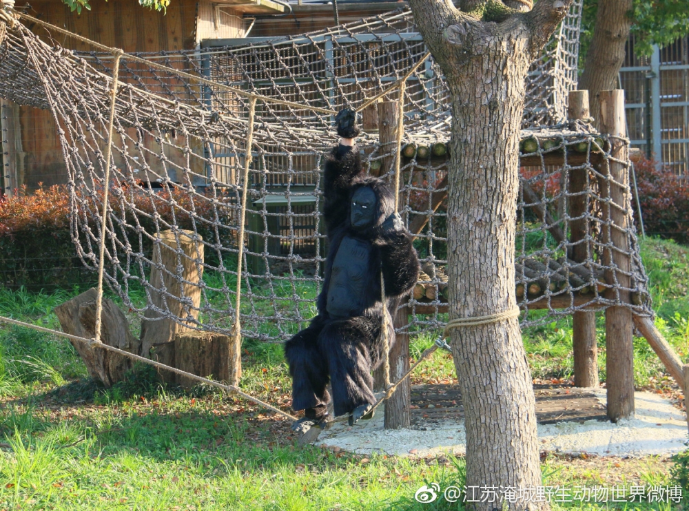 靈長類動物與人類有唔少相似嘅地方，但估唔到內地一個動物園日前就因為大猩猩園區而成為焦點。