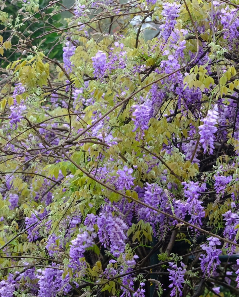 紫藤花串串垂下並掛滿整個花棚!