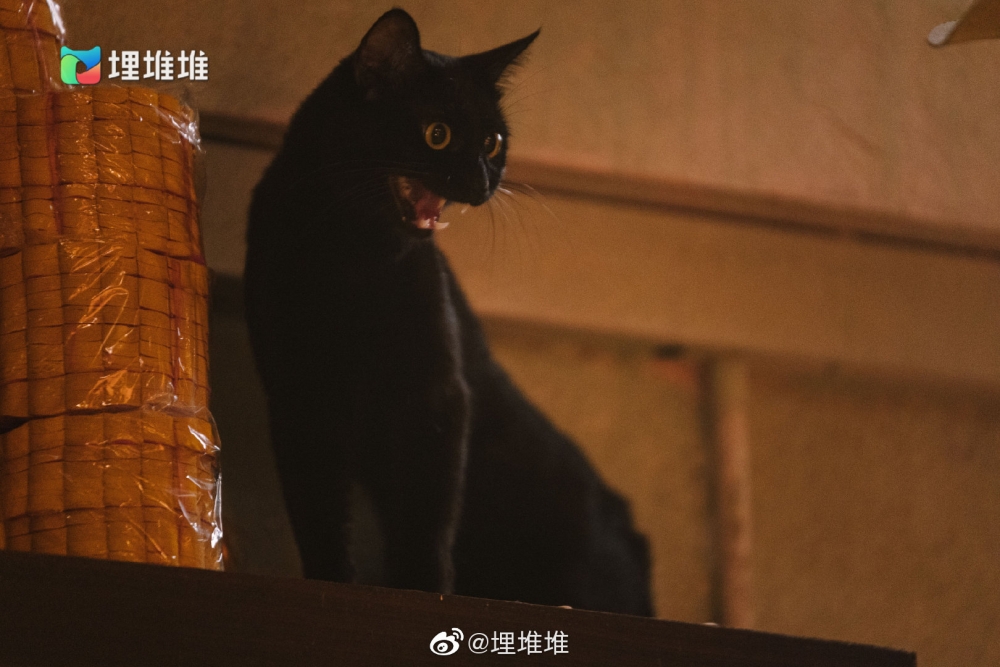黑貓靚寶亦是延續至第二季的角色~