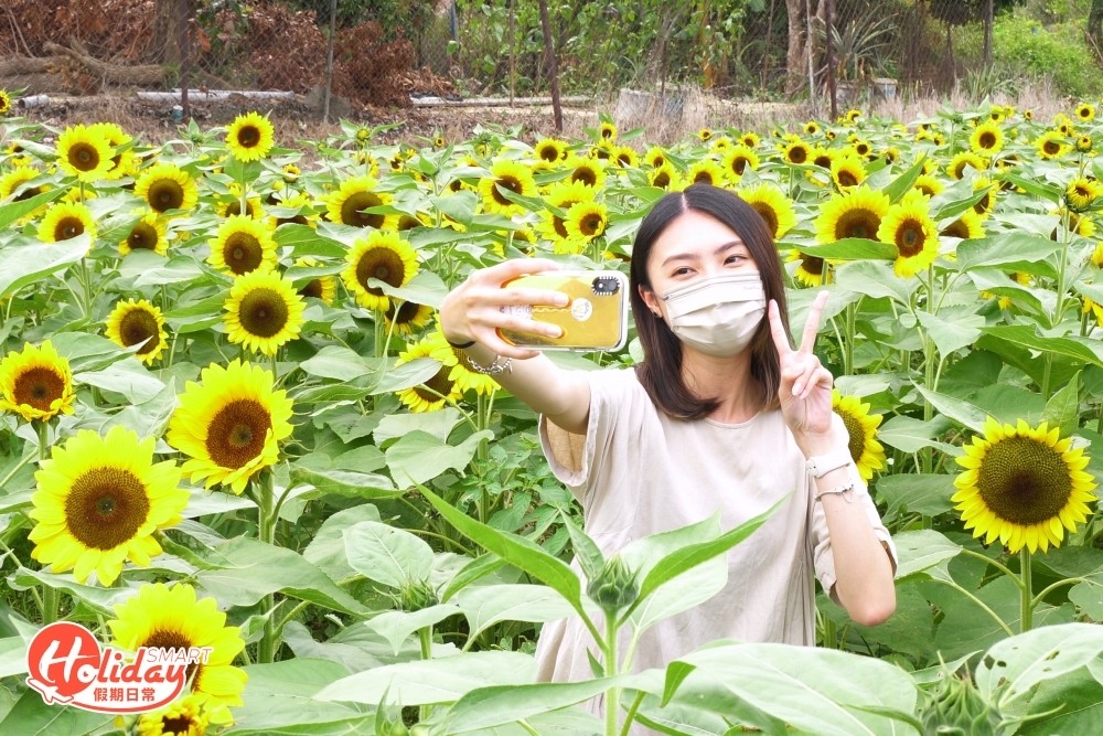 每逢臨近夏天,信芯園都會舉辦太陽花節,開放一大片向日葵花田讓市民入場賞花,今年亦不例外,根據官方預告,萬眾期待的3萬呎向日葵花海將會於5月中綻放,想欣賞首批向日葵花,記得要留意官方專頁。