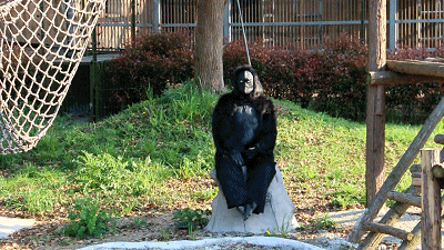 園方希望可以透過呢項無傷大雅嘅活動，令遊客遊園體驗更豐富，同時向遊客展示動物行為。