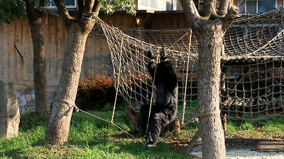 事件亦喺網上掀起討論，有網民覺得活動幾有趣，一直以嚟都有人戲稱動物園嘅動物都係由人假扮，呢次將有關說法實行係唔錯嘅愚人節活動