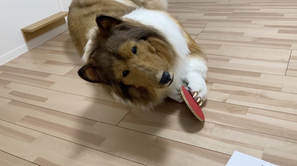 顏色都同真正嘅牧羊犬十分相似,絕對係幾可亂真,Toco亦相當滿意。