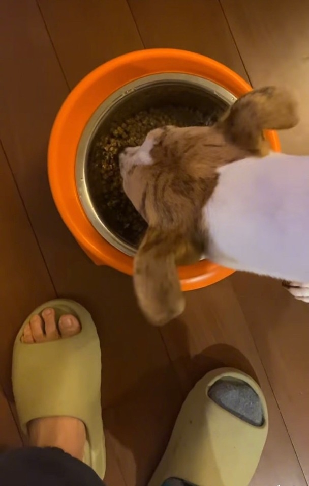 彭于晏影狗狗食飯時意外公開腳趾,有網民「錯重點」指佢腳趾公同其他腳趾相比好似特別短