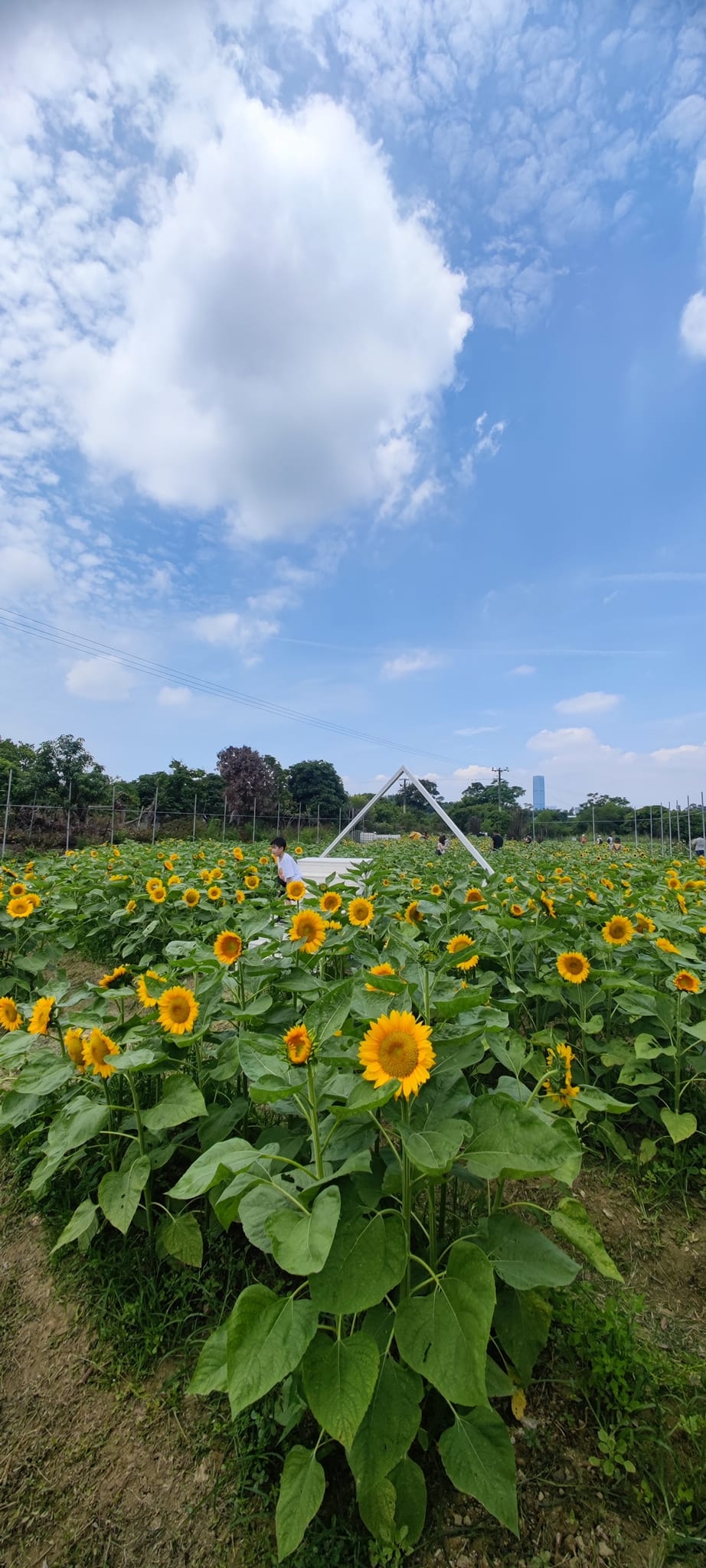 今年信芯園更花盡心思設置多個限定打卡位,在花田中央加設小樓梯和相框,讓大家可以感受被向日葵花海重重包圍的感覺。今次向日葵品種分為金鑽和香吉士,雖然今年就沒有去年曾經登場的紅色向日葵,但場面仍然相當壯觀。