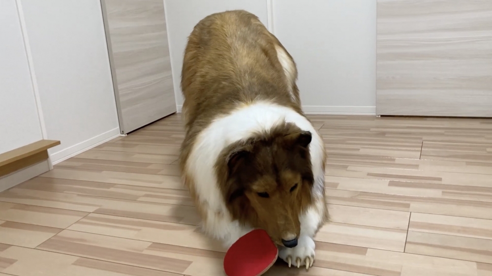 Toco揀咗自己最中意嘅牧羊犬,為咗盡可能還原真實嘅外型,佢不惜豪花200萬日圓製作。
