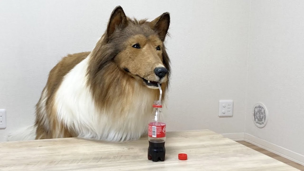Taco以狗狗身體做一啲人類活動,例如飲可樂