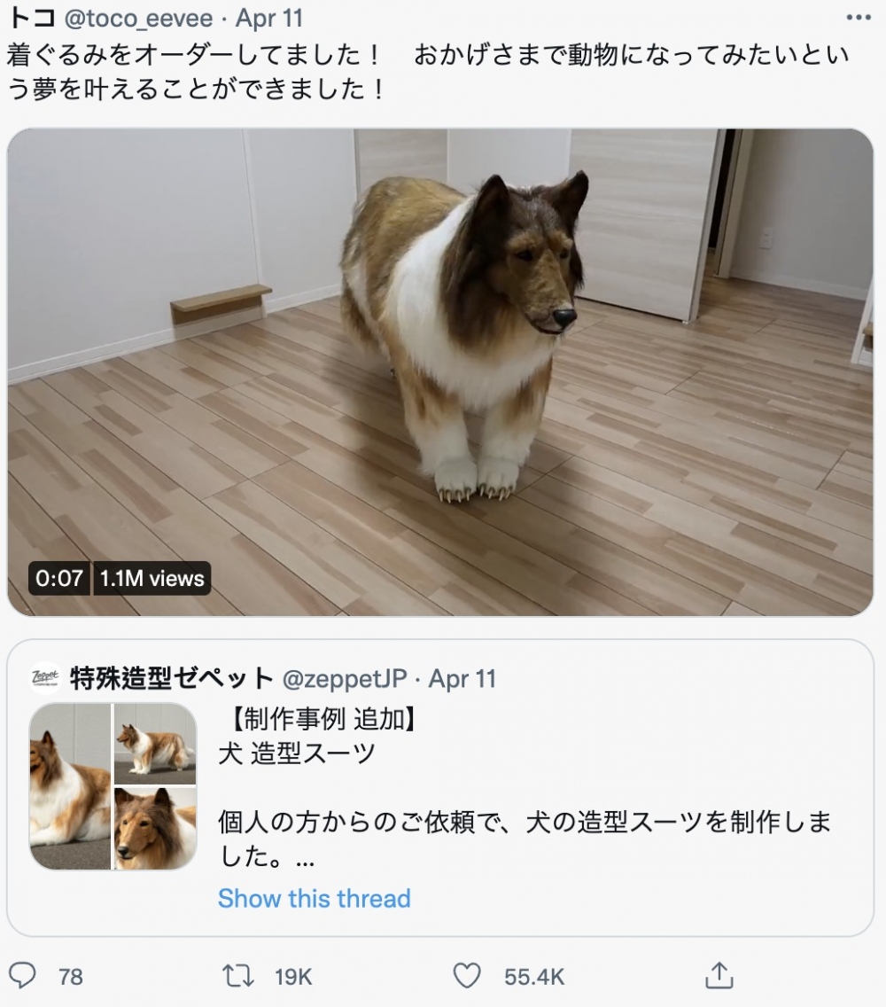 Toco急不及待咗將自己著上牧羊犬裝後拍攝嘅影片放上網上分享,旋即掀起網友熱議。