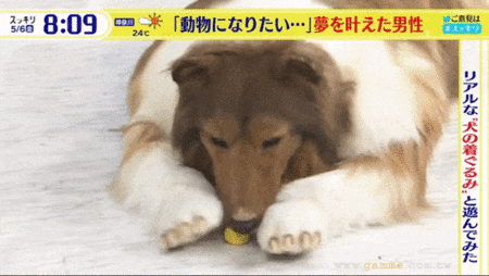 佢盡量還原牧羊犬嘅肢體動作
