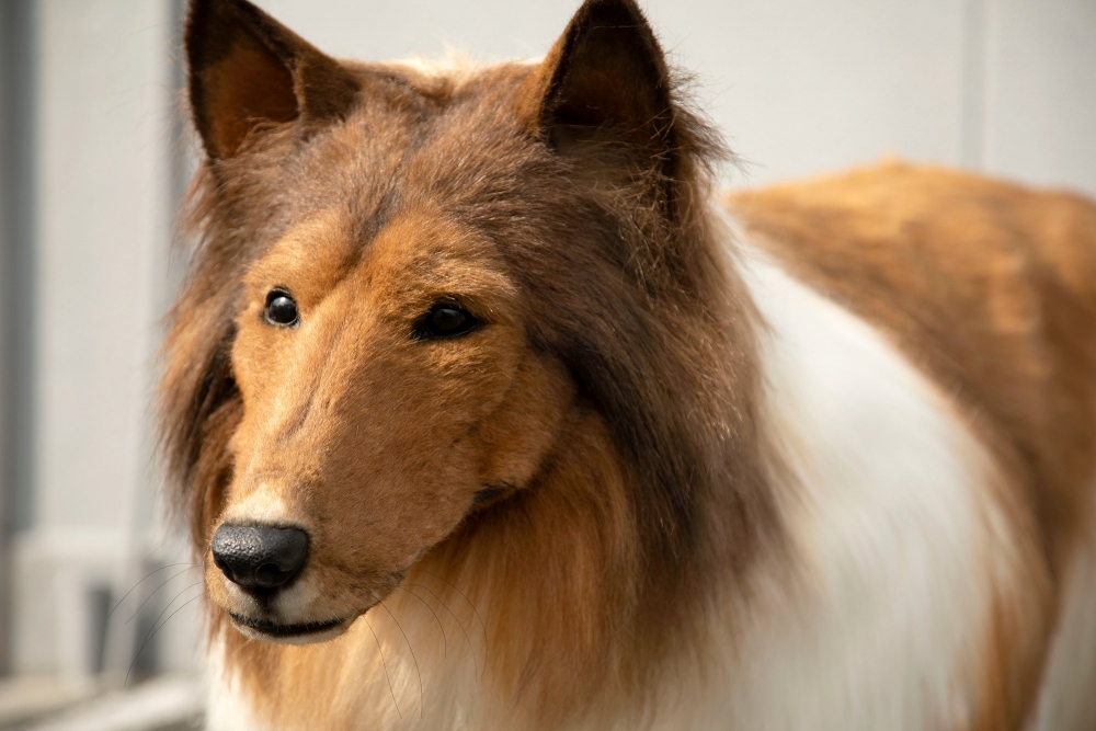 呢套「牧羊犬裝」一啲都唔簡單,著上身可以隱藏人的骨骼形態,加上毛髮細緻有層次,嘴巴可以開合