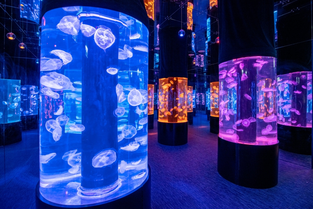 浩海立方・探游館是全港首個建於市中心的海洋體驗館,選址於荃灣Plaza 88商場,佔地超過1萬呎,場內設有16個不同的主題區,包括結合真實海洋生物同投影效果的光影海洋觀景窗、有真水母的夢幻水母萬花筒、VR海洋探秘之旅、MR水母學堂及海洋兒童樂園等,另外更設有特色餐飲區。