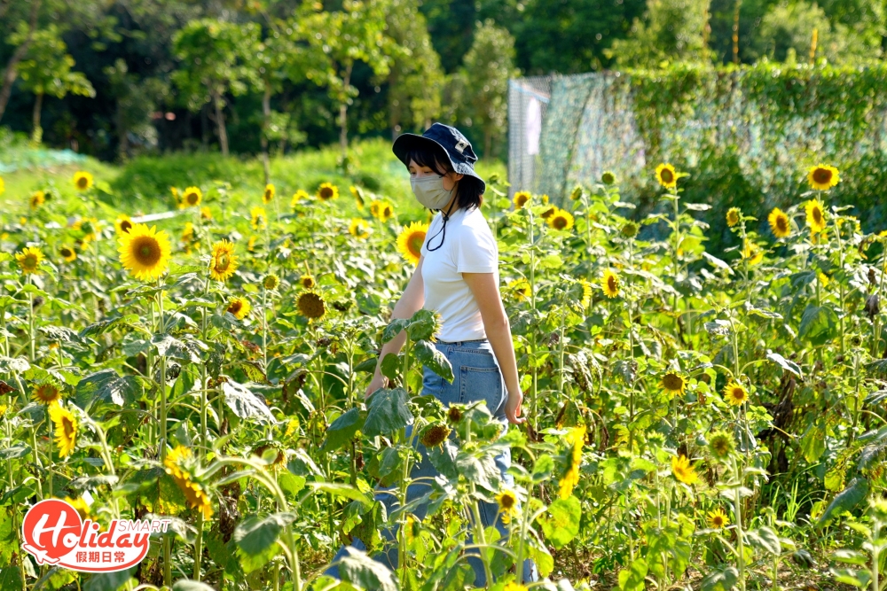 正值向日葵的花季來臨,園區新建的向日葵花田相當矚目!