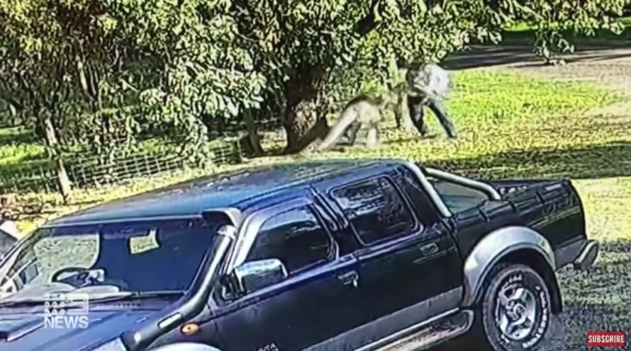 佢係地下執到一枝樹枝，但被袋鼠一下折斷