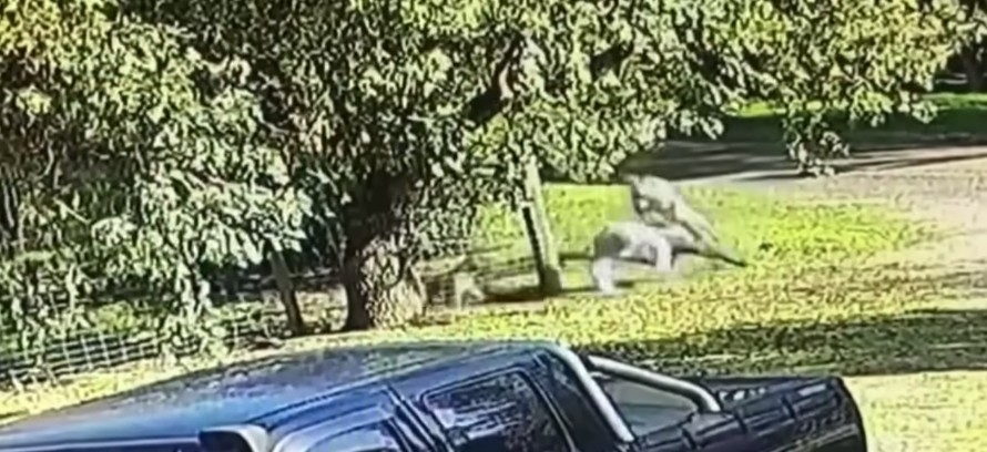 Cliff被袋鼠追至街頭跌倒