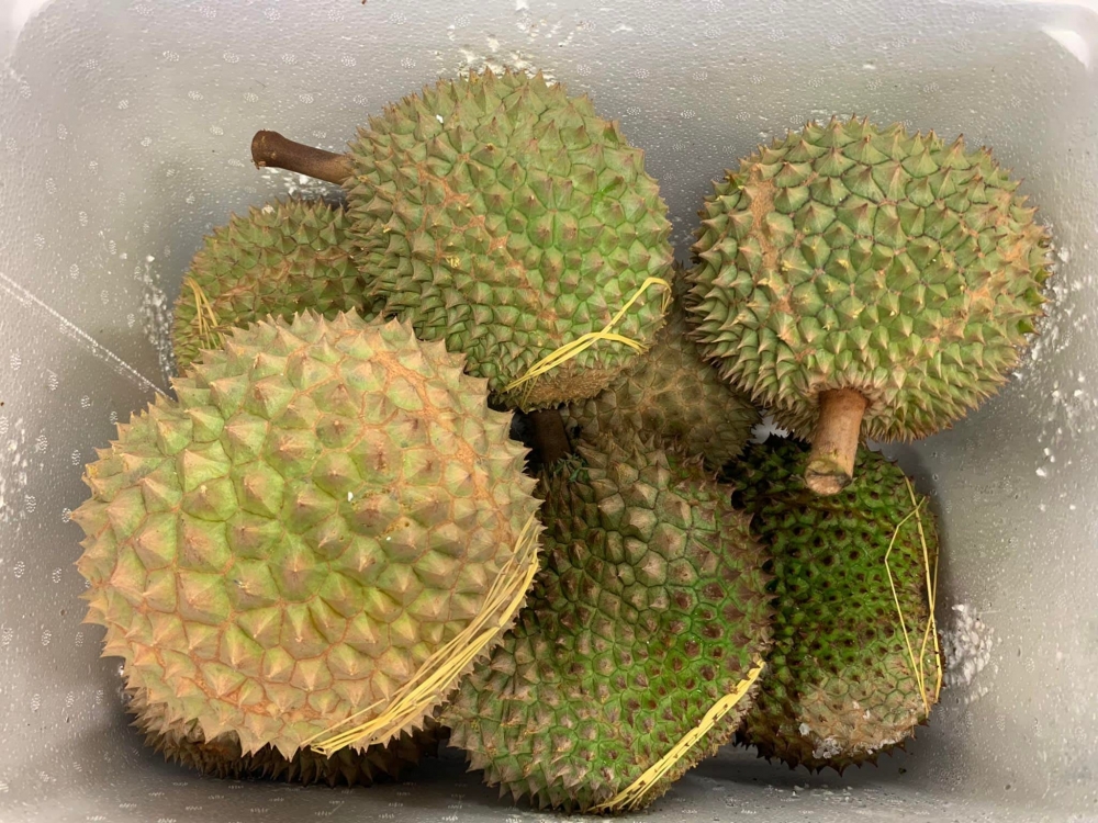 全年供應馬來西亞不同品種的原個榴槤~