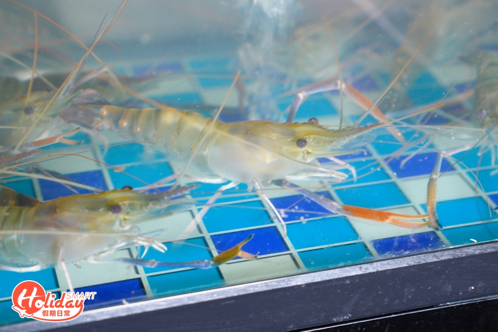 每個座位旁有大大個蝦缸，食客從蝦缸可自行夾起新鮮生猛大頭蝦。