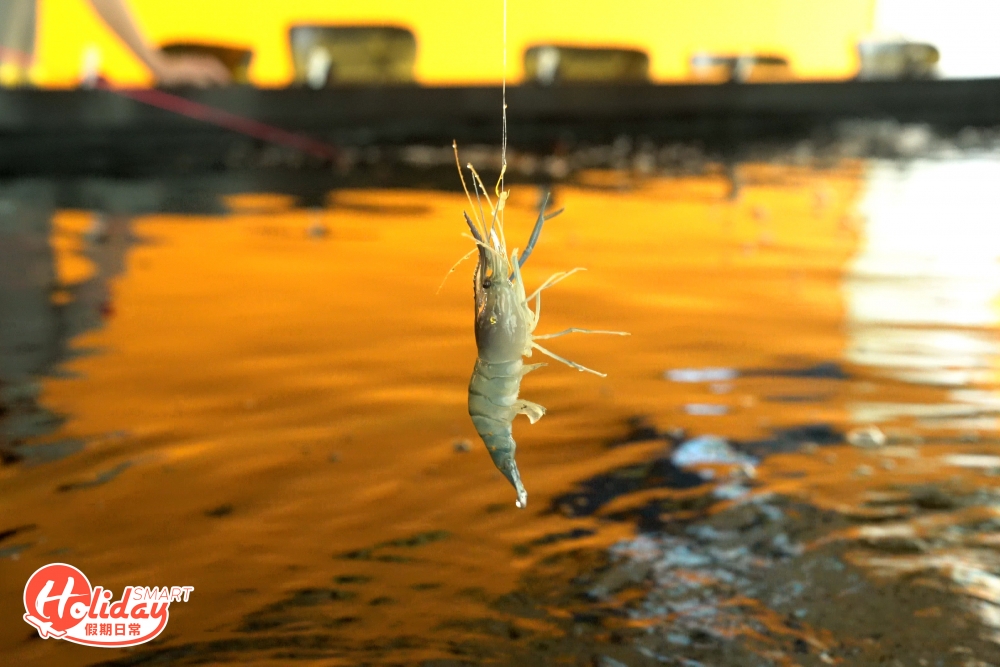 蝦池內的是泰國羅氏蝦，每隻大小不一，但釣上來非常生猛，所以要成功釣上來到要花點力氣，職員每小時都會在池內添加蝦，估計池內會有過百隻蝦，所以不用怕會被其他人釣清光。