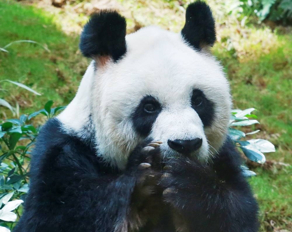 安安通過人工受孕的方式，育有一隻大熊貓「融融」。