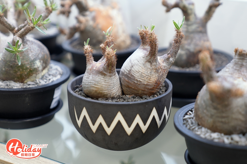 塊根植物（Caudex）泛指擁有巨大塊莖、肥大根部外露的植物，其中包含許多不同科或屬的植物，全球大約有350多個品種，當中大約有50種屬於一級或二級瀕危物種，其中一級瀕危物種的塊根植物被譽為「植物中的大熊貓」，不能私自交易買賣，而多數塊根植物的原生地位於馬達加斯加、南非、墨⻄哥及南美洲等熱帶乾旱地區，其模樣之所以千奇百怪亦是因適應氣候和環境而演變而成。