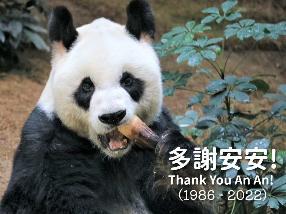 7月21日海洋公園宣佈因為安安已無法進食固體食物,決定畀佢安祥離世。安安享年35歲,等同於人類105歲高齡