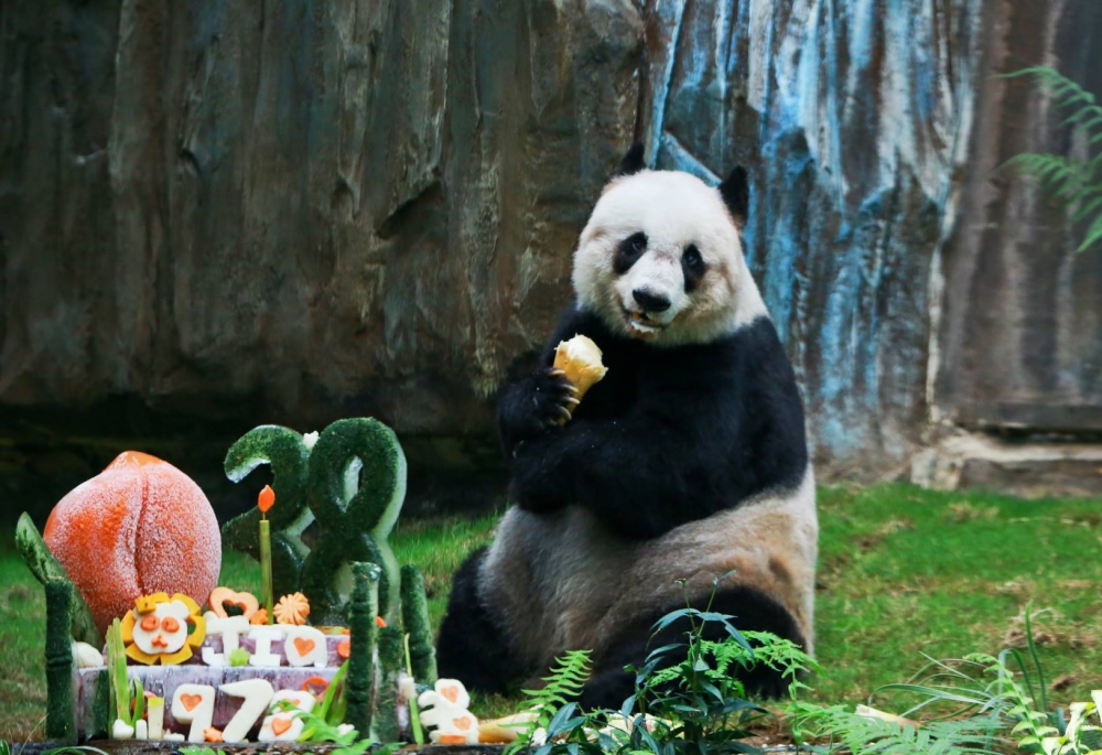 佳佳於2016年離世，享年38歲，相等於人類的114歲。