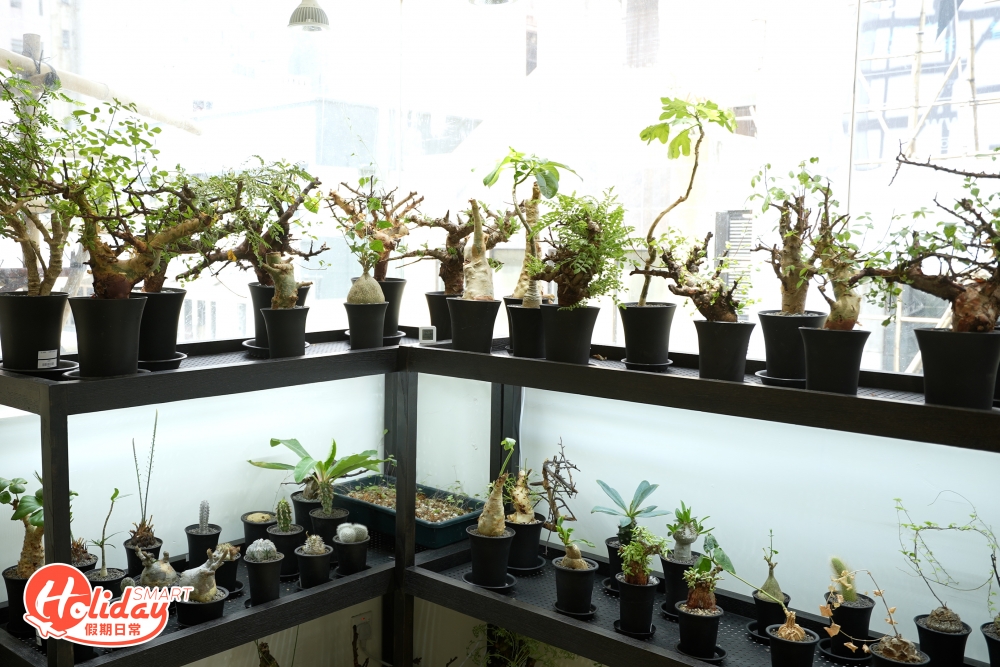 近幾年坊間掀起一股種植一種名為「塊根」(Caudex) 新奇植物的風潮，皆因其形態多變，有的似雞爪，有的似棉花，有的似珊瑚，雖然外貌奇怪，卻在日本潮流界流行起來，歸功於潮牌 NEIGHBORHOOD 主理人瀧澤伸介及潮流教父藤原浩，成功將這股「塊根熱」席捲全球。