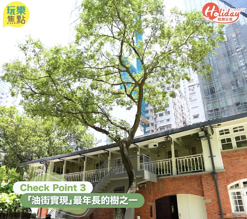 「油街實現」最年長嘅樹之一,已經延伸至幾層樓咁高啦!