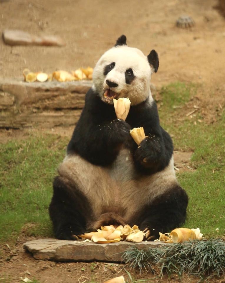 佳佳與安安相差8歲，來港時以人類的年齡計算，已經是60歲的阿婆~